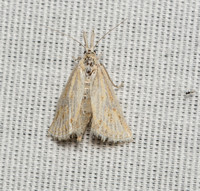 Crambid moth - Hemiplatytes epia