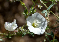 Morning Glory - Calystegia macrostegia