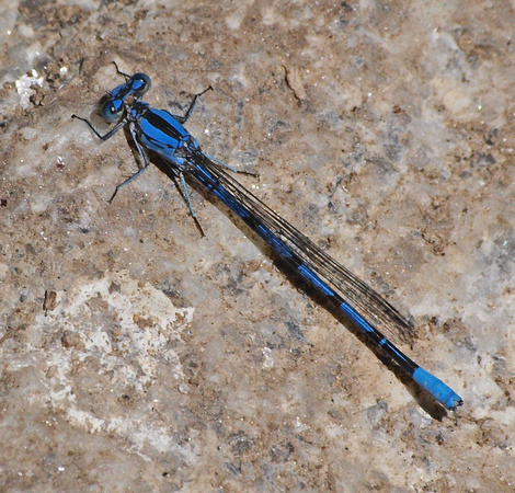 Vivid dancer - Argia vivida