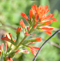 Indian paintbrush -  Castilleja sp.