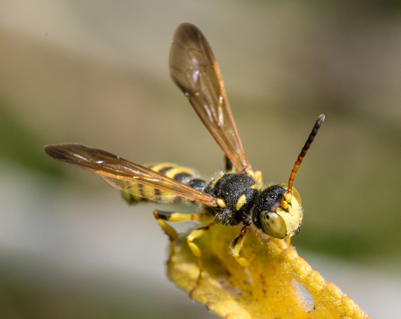 Weevil wasp 1 - Cerceris sextoides