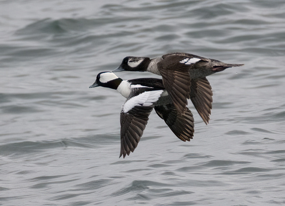 Bufflehead - Bucephala albeola