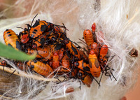 Large milkweed bug -Oncopeltus fasciatus