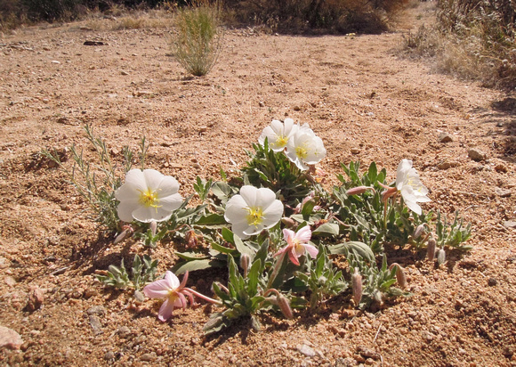 Evening primrose - Oenothera californica