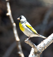 Lawrence's Goldfinch- Spinus lawrencei