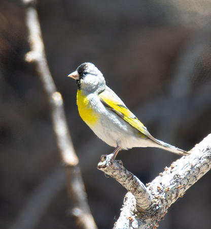 Lawrence's Goldfinch- Spinus lawrencei