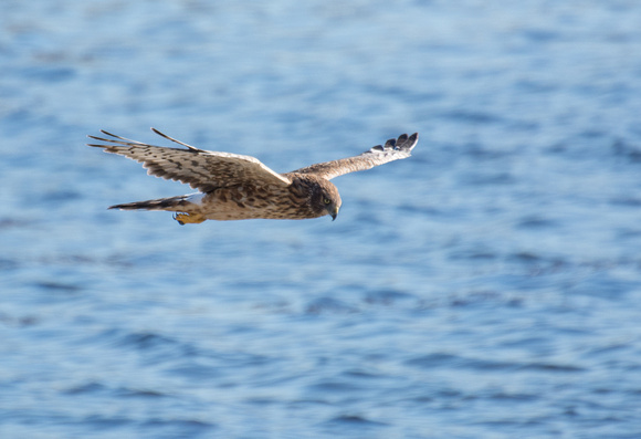 Northern Harrier - Circus hudsonius