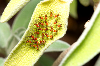 Leaf-footed bug - Leptoglossus zonatus