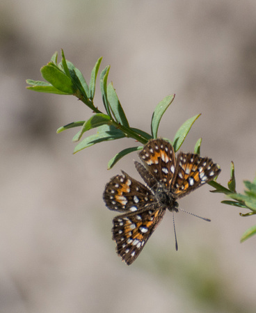 Behr's metalmark - Apodemia virgulti
