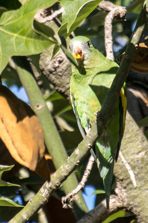 White-winged Parakeet - Brotogeris versicolurus