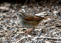 Swamp Sparrow - Melospiza georgiana