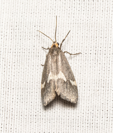 Lichen moth - Cisthene liberomacula