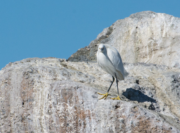 Snowy Egret - Egretta thula