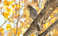 Cooper's Hawk - Astur cooperii