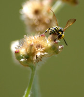 Weevil wasp 2 - Cerceris sp.