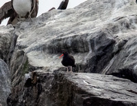 Black Oystercatcher - Haematopus bachmani