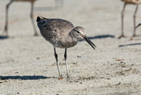 Willet - Catoptrophorus semipalmatus