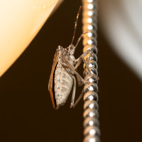 Brown Marmorated Stink Bug - Halyomorpha halys