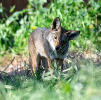 Coyote - Canis latrans