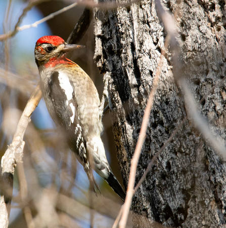 Red-naped Sapsucker - Sphyrapicus nuchalis