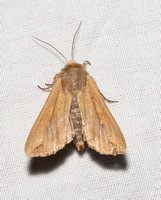 Armyworm - Mythimna unipuncta