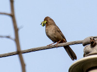 California Towhee - Melozone Crissalis