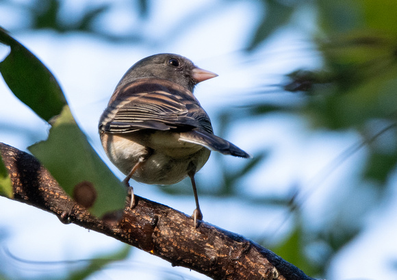 Dark-eyed Junco - Junco hyemalis