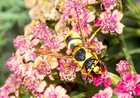 Mason wasp 2 - Euodynerus hidalgo