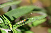 Fork-tailed bush katydid - Scudderia furcata