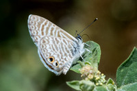Marine blue -Leptotes marina