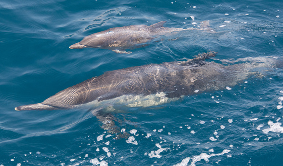 Long-beaked common dolphin - Delphinus capensis