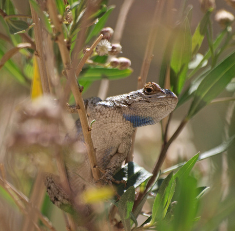 Great Basin Fence Lizard - Sceloporus occidentalis longipes