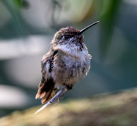 Calliope Hummingbird - Selasphorus calliope
