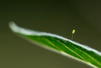 Lacewing egg