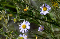 California Sandaster - California Sandaster - Corethrogyne filiaginafolia