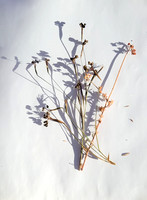 Vignettes  with shadows from garden scraps