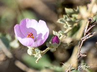 Chaparral bush-mallow - Malacothamnus fasciculatus