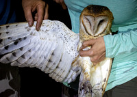 American Barn Owl  - Tyto furcata