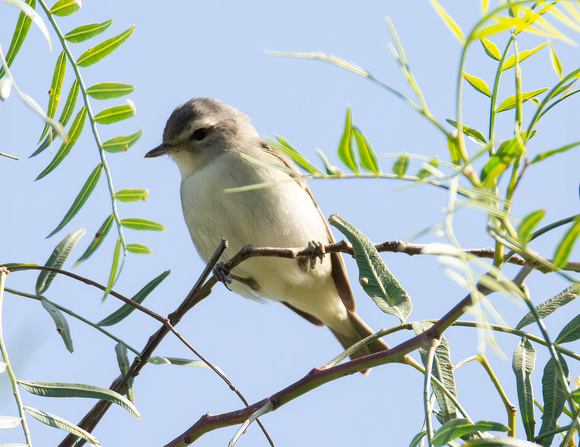 Warbling Vireo - Vireo gilvus