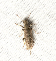 Ant-like flower beetle -  Stereopalpus sp.
