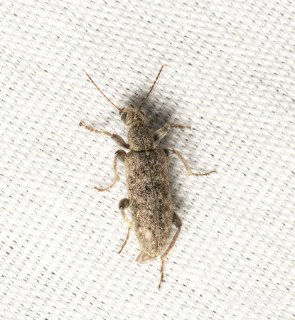 Ant-like flower beetle -  Stereopalpus sp.