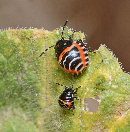 Harlequin nymphs