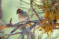 Green-tailed Towhee - Pipilo chlorurus