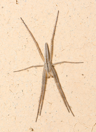 Slender Crab Spider - Tibellus sp