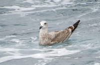 American Herring Gull - Larus smithsonianus