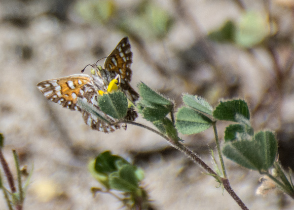 Behr's metalmark - Apodemia virgulti