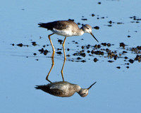 Greater Yellowlegs - Tringa melanoleuca