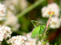 Angle-wing katydids -Microcentrum sp.