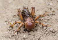 Jerusalem cricket - Ammopelmatus sp.