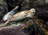 Harbor seal - Phoca vitulina